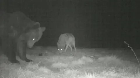 Bieszczady. Niedźwiedź z wilkiem "przy jednym stole"