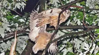 Dorosła uszatka i pisklę