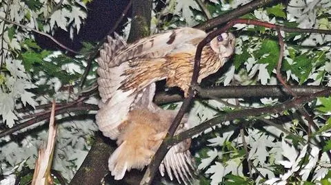Ściśle chronione sowy zamieszkały w centrum Mielca