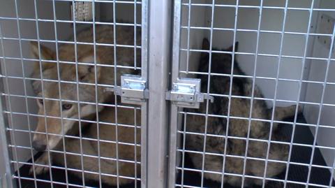 Harda i Nuko w piątek wyjechały z ośrodka rehabilitacji 