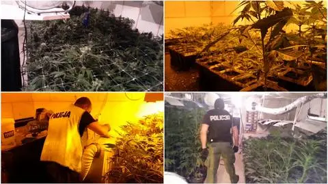 Gang narkotykowy z Wielkopolski. Odkryto trzy plantacje