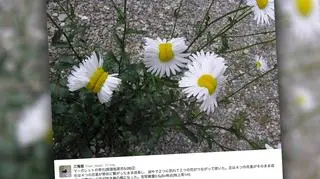 Nienaturalnie wyglądające stokrotki w pobliżu Fukushimy