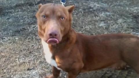 Skrzyżowanie pitbulla i jamnika. Nietypowy pies szuka domu