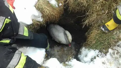 Łabędź w opałach. Pomogli strażacy ochotnicy