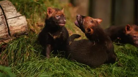 Leśne psy w zoo w Anglii