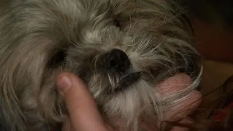 Choszczno. Na prośbę pięciolatki starażacy wyciągnęli z pożaru psa