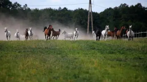 Kulisy hodowli koni w Polsce