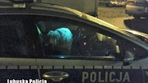 Drezdenko: Policjanci pomogli psu