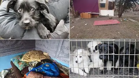 12 psów zabrano z romskiego koczowiska. Żyły w fatalnych warunkach