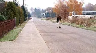 Taki obrazek nie dziwi mieszkańców wsi pod Łodzią
