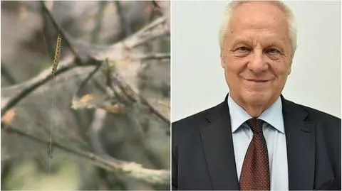Mieszkańcy boją się gąsienic. "W Polsce groźne są tylko psy"