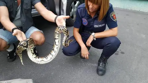 Sortowali paczki na poczcie, z jednej wyszedł... pyton królewski