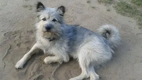 Edi padł ofiarą myśliwego