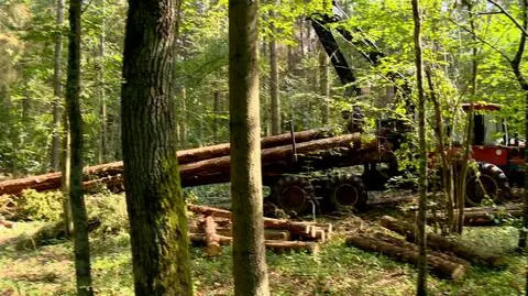 Jan Szyszko pomimo nakazu KE, nie wycofał harwesterów z obszaru Puszczy Białowieskiej