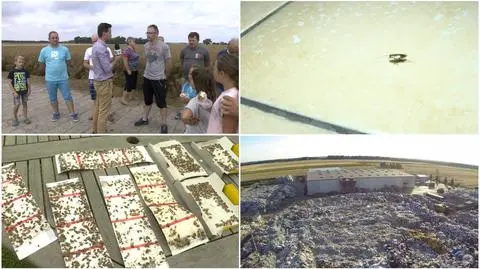 Insekty dostają się do domów i gryzą dzieci