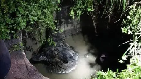 Pies wpadł do studzienki. Uratowali go strażacy