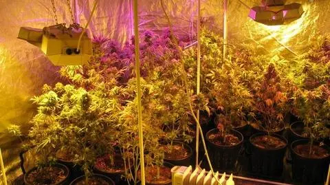 Wynajęli dom na plantację. Narkotyki na krzakach, w workach na śmieci, w kredensie 