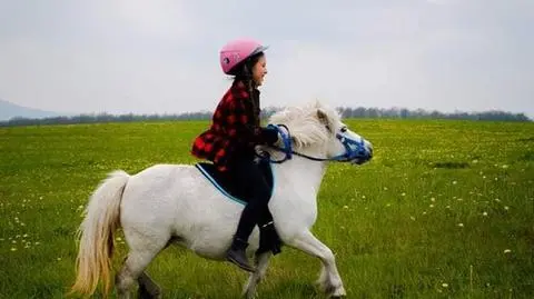 Dolny Śląsk. Szukają kucyka należącego do 8-latki