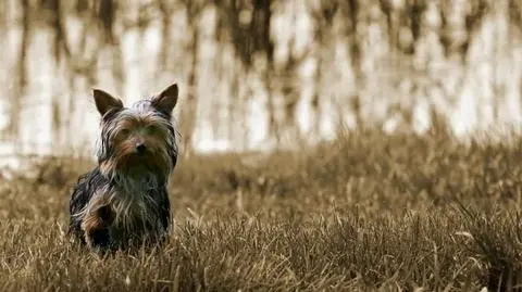 Komornik oszczędzi yorka