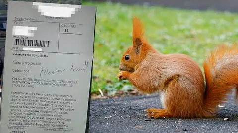 Lekarz wysłał kobietę do szpitala,
bo wiewiórka ugryzła jej but