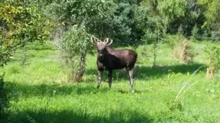 Łoś przed schwytaniem
