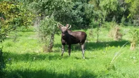 Łoś grasował po Świdnicy. Łapali go kilka godzin