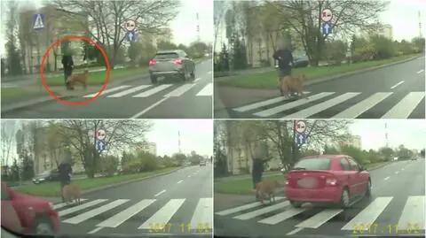 Pieszy w ostatniej chwili odciągnął psa i sam się cofnął