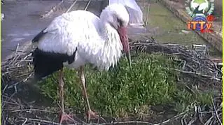 Samiec pojawił się w gnieździe w zeszłym tygodniu