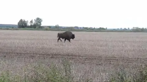 Myśliwi wstrząśnięci zabiciem żubra. "Był taką lubuską maskotką"