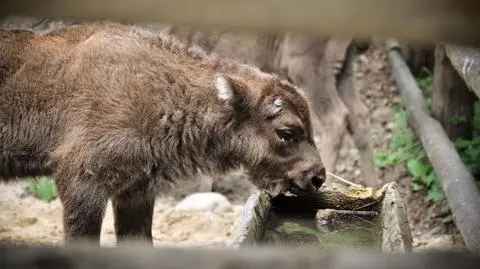 W Gołuchowie urodził się trzeci żubrzyk tego lata