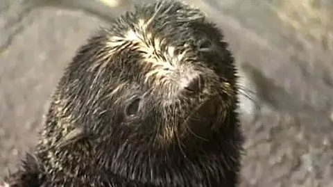 Takie brzydkie, że aż piękne