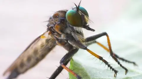 Cel naukowców komar - fałszywka