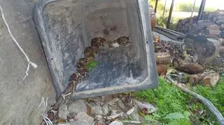 Znaleźli 2-metrowego węża