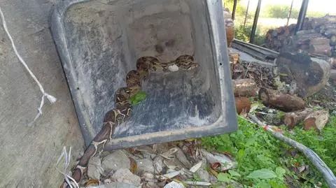 Znaleźli na podwórku 2-metrowego węża