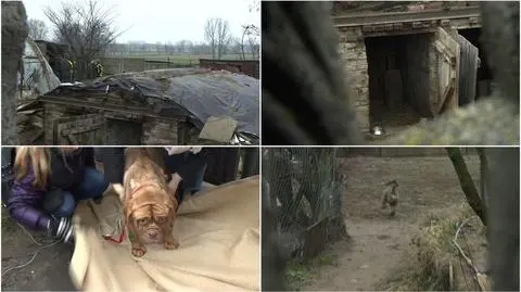 Fatalne warunki życia psów w hodowli