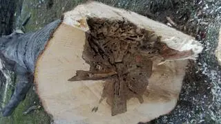 Teraz zatrzymanym grozi do 8 lat więzienia