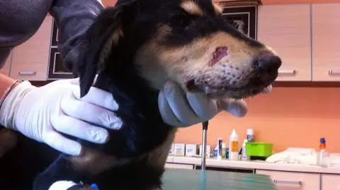 Jelenia Góra: więzienie dla oprawców psów