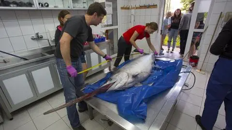 Hel: Skąd miecznik w Bałtyku? Zbadają oceaniczną rybę
