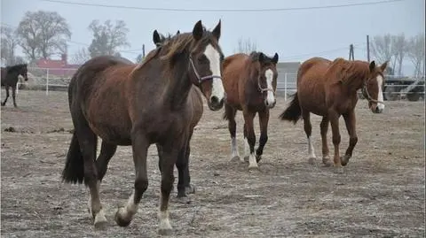 Zabębnią dla koni na wrocławskim Rynku