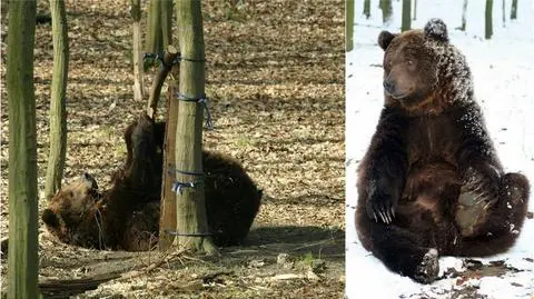 Smutek w poznańskim zoo. Nie żyje niedźwiedź z rosyjskiego cyrku
