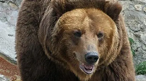 Bieszczady. Niedźwiedź zaatakował człowieka