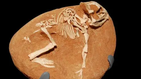 15 młodych dinozaurów w gnieździe