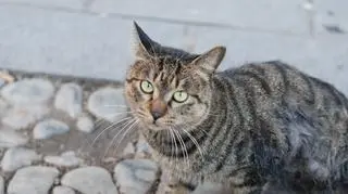 "Miały trafić na talerze"