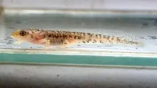 Wyhodowane młode traszki perskie sukcesem wrocławskiego zoo
