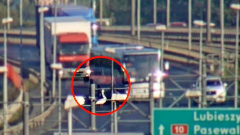Szczecin: łabędź zablokował ruch na Moście Pionierów