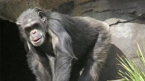 Gdy znajdą coś jadalnego, chrząkają