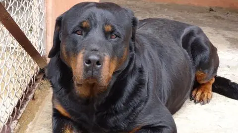 Rottweilery uznawane są za niebezpieczne