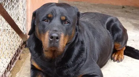 Rottweilery uznawane są za niebezpieczne