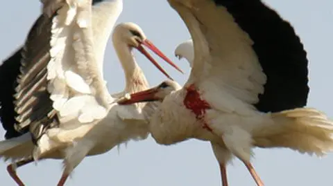 Bociany się biły, aż iskry leciały