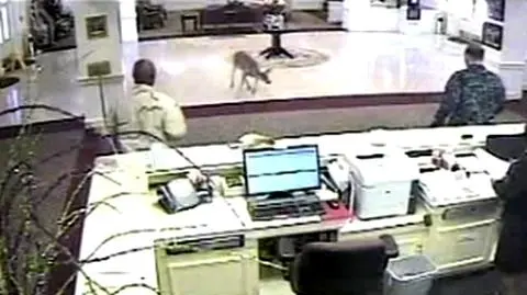 Jelonek w wojskowej bazie